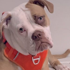 Meet your Posher, William